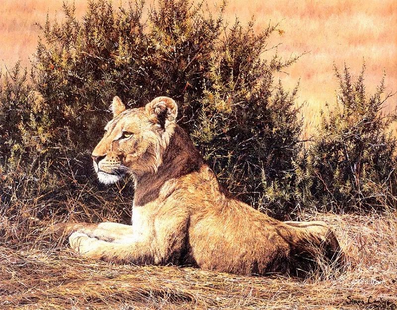 令人赞叹的野生动物绘画，英国画家西蒙·康贝斯！